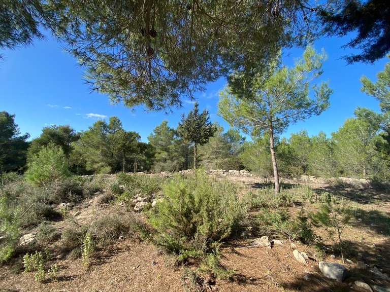 Villa for Sale in Sant Antoni De Portmany, Ibiza 8