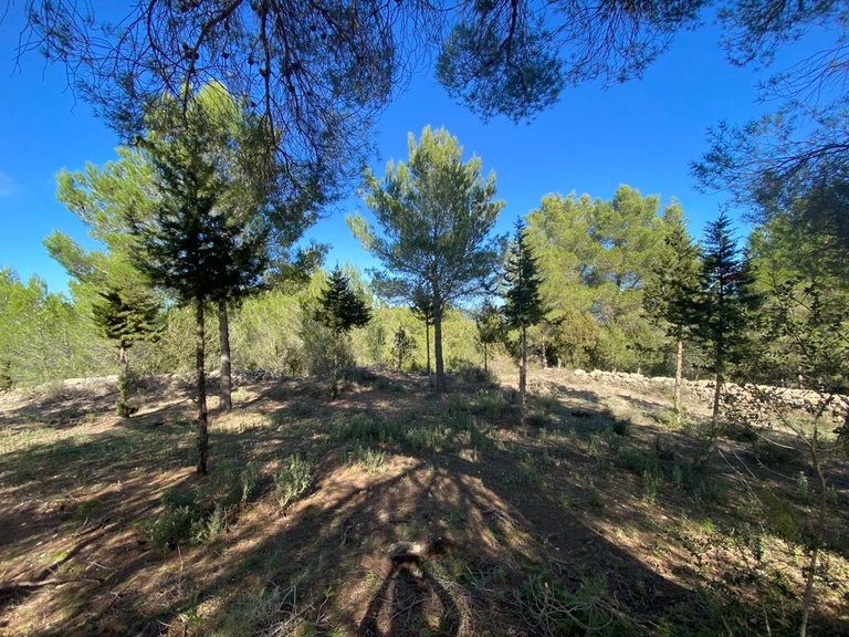 Villa for Sale in Sant Antoni De Portmany, Ibiza 9