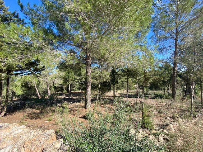 Villa for Sale in Sant Antoni De Portmany, Ibiza 10