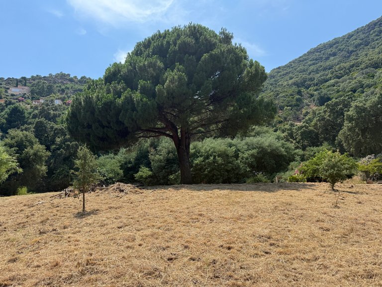 Villa for Sale in Cavalaire Sur Mer, Provence Coast (cassis To Cavalaire) 10