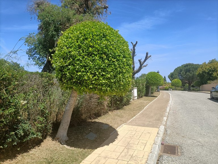 Villa for Sale in San Roque Club, Marbella Area 11