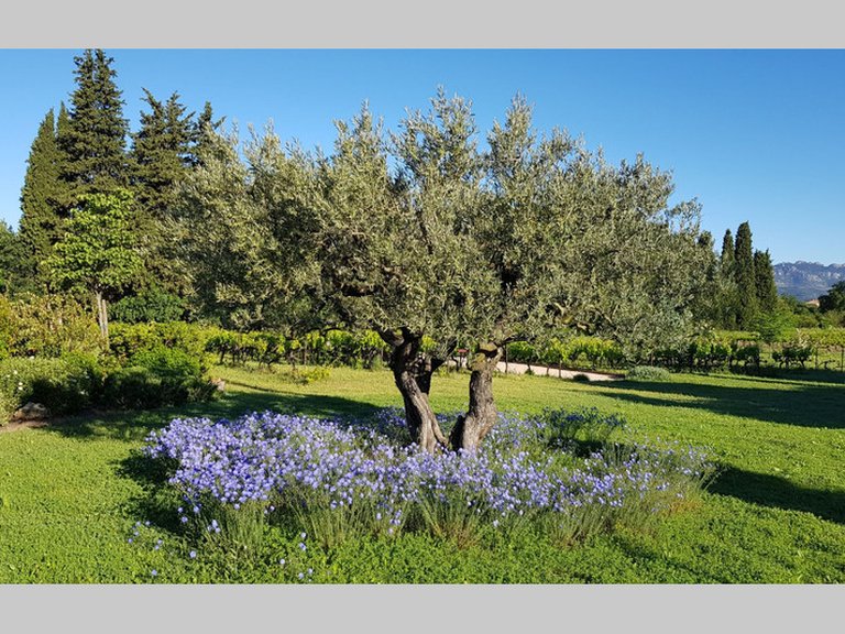 Villa for Sale in Caromb, Avignon And North Provence 4