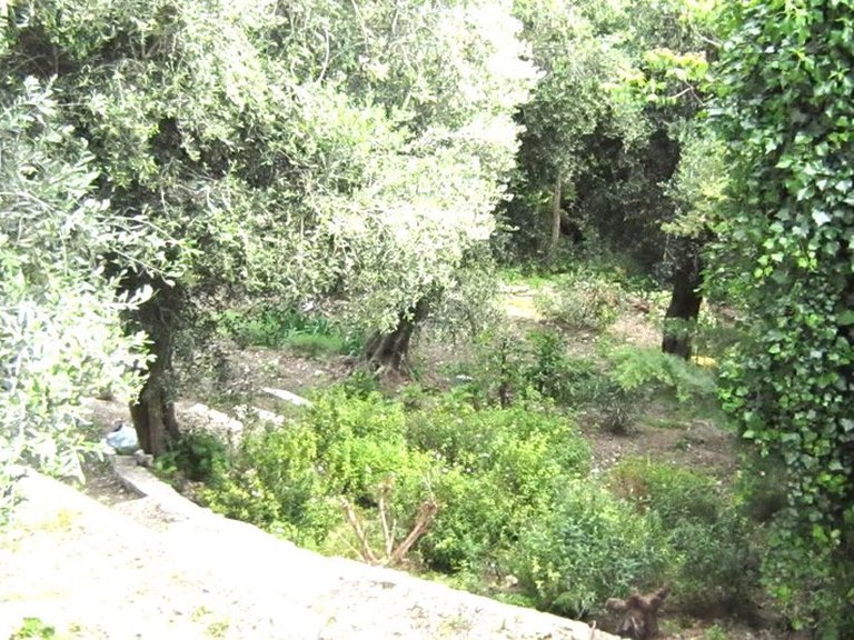 Villa for Sale in Villefranche Sur Mer, Villefranche, Cap Ferrat Area 10