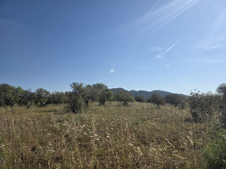 Plot for Sale in Manacor, Balearic Islands 3