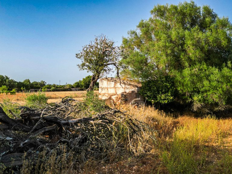 Plot for Sale in Felanitx, Balearic Islands 5