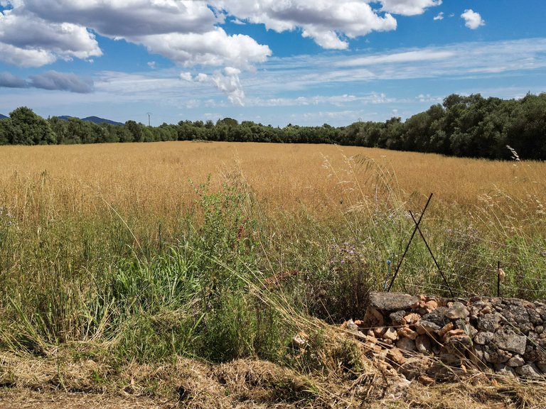 Plot for Sale in Felanitx, Balearic Islands 5