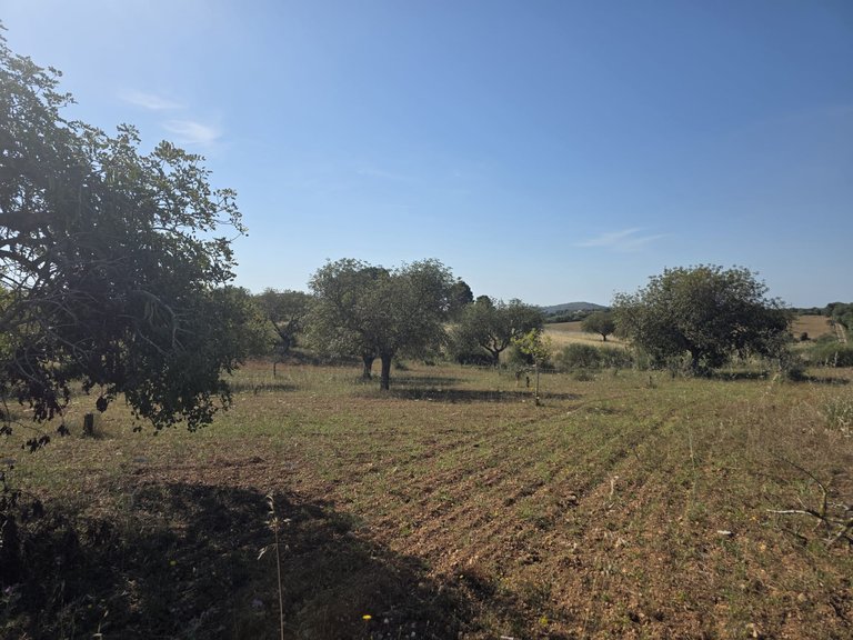 Plot for Sale in Manacor, Balearic Islands 1