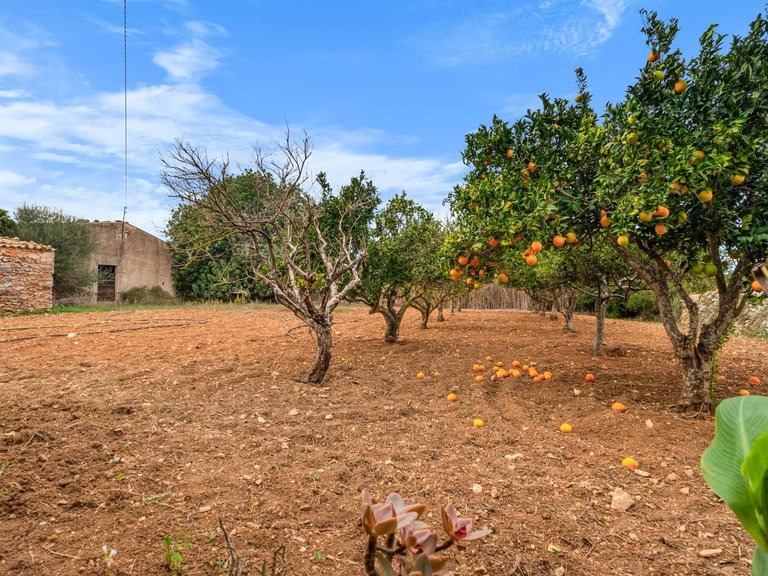 Country House for Sale in Felanitx, Balearic Islands 15