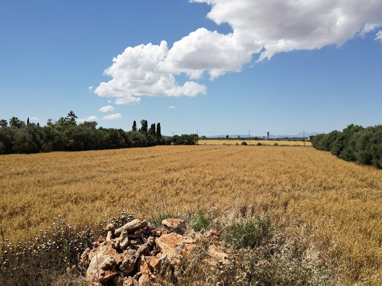 Plot for Sale in Felanitx, Balearic Islands 8