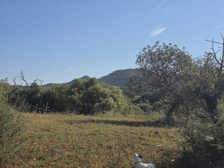 Plot for Sale in Manacor, Balearic Islands 8