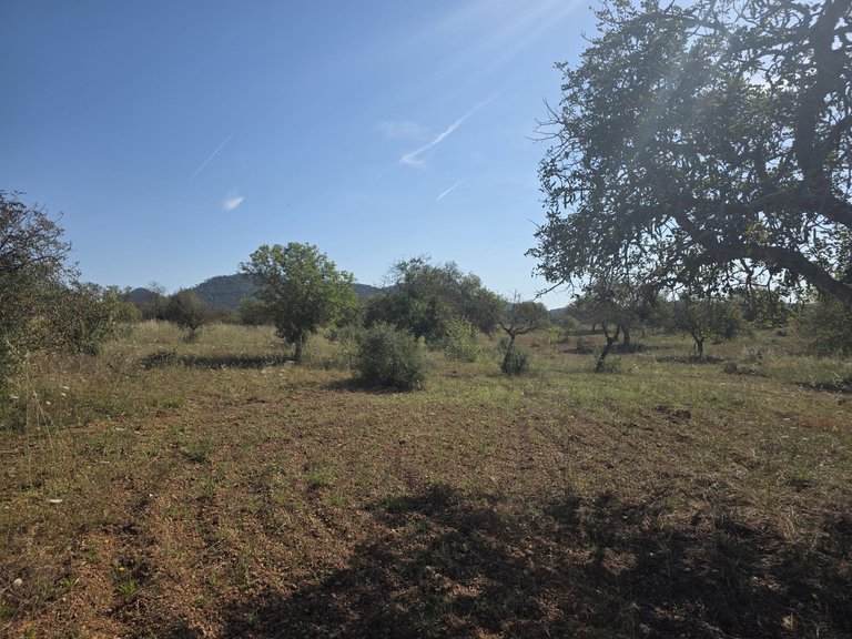 Plot for Sale in Manacor, Balearic Islands 9