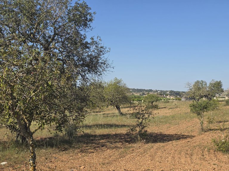 Plot for Sale in Manacor, Balearic Islands 4