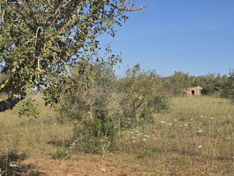 Plot for Sale in Manacor, Balearic Islands 5