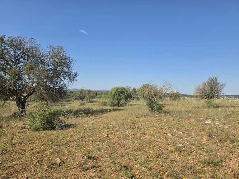 Plot for Sale in Manacor, Balearic Islands 6
