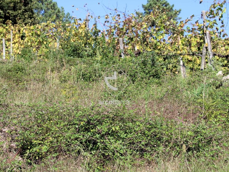 Plot para Sale en Oliveira, Arcos De Valdevez 9