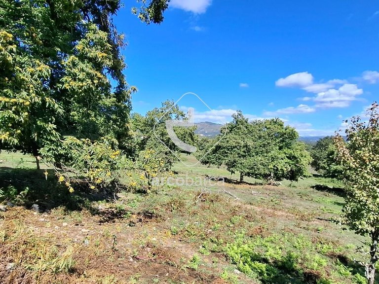 Country House para Sale en Calvelo, Ponte De Lima 20