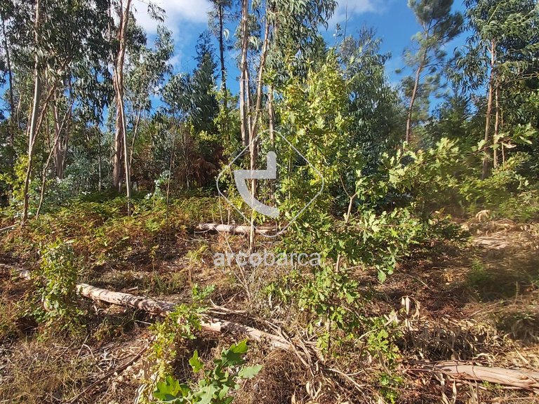 Plot para Sale en Refóios Do Lima, Ponte De Lima 4