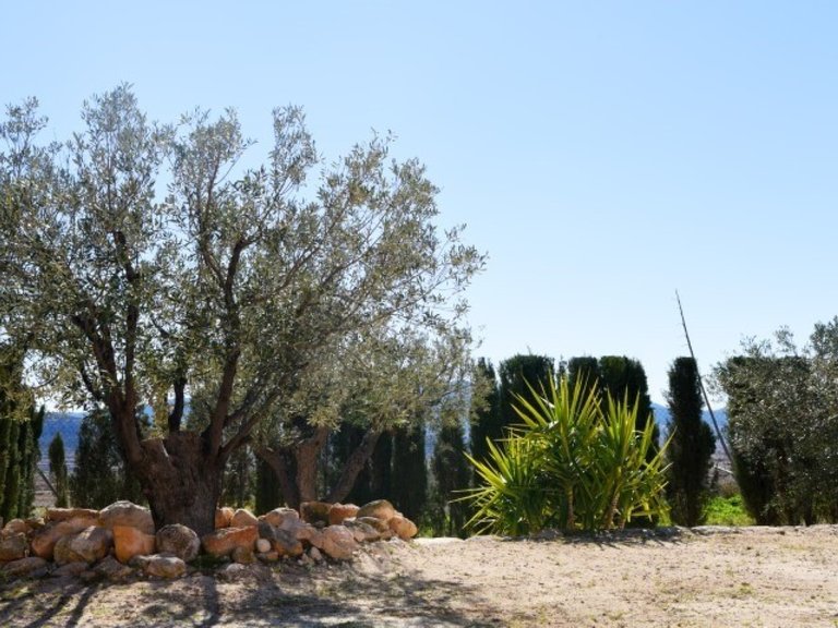 Villa for Sale in Pinoso, Alicante 21