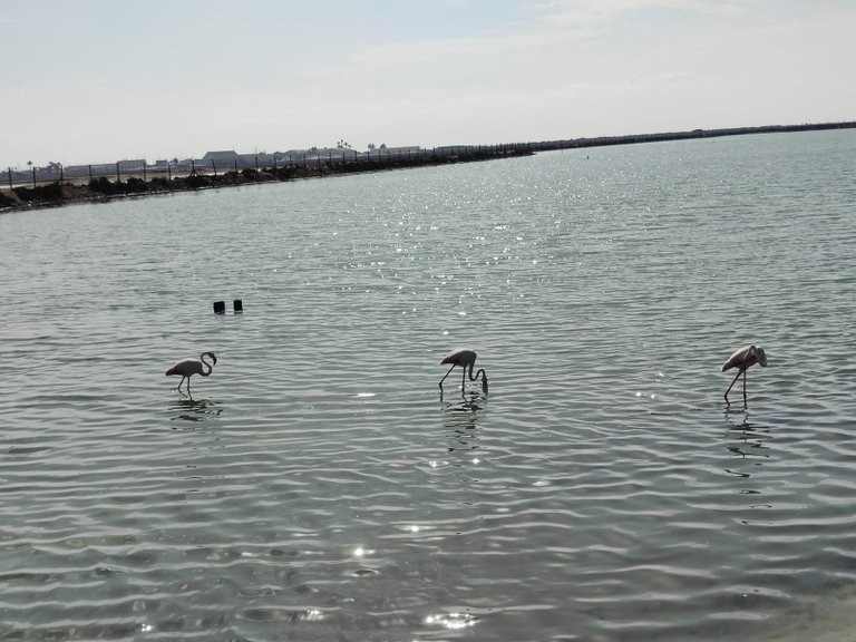 Apartment for Sale in San Pedro Del Pinatar, Murcia 19