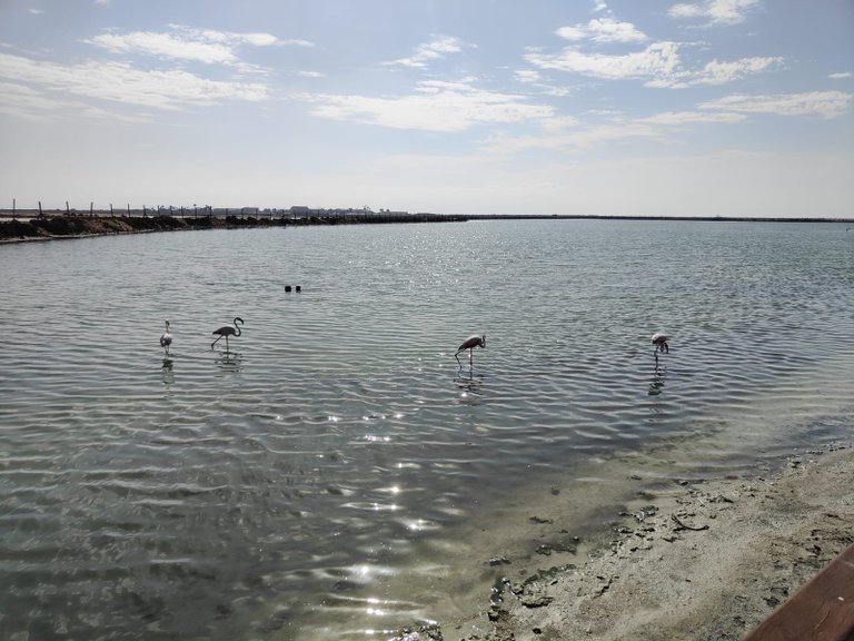 Apartment for Sale in San Pedro Del Pinatar, Murcia 9