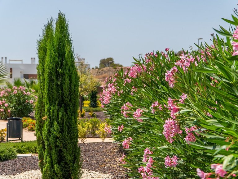 Apartment for Sale in Vistabella golf resort, San Miguel De Salinas, Alicante 5