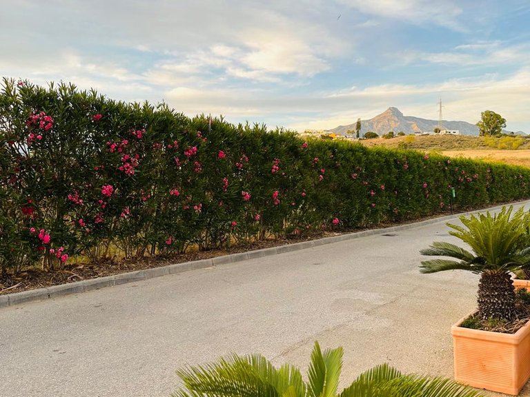 Villa for Sale in Nueva Andalucía, Malaga 5