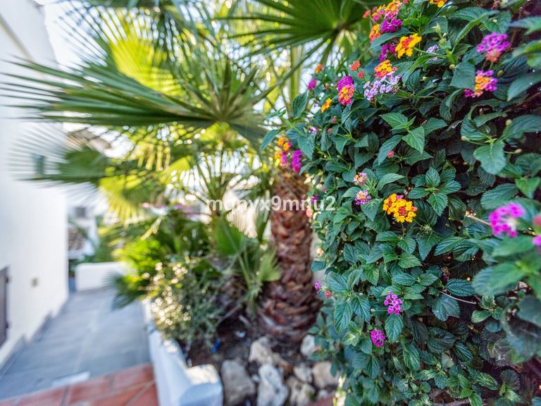 Villa for Sale in El Chaparral, Malaga 7