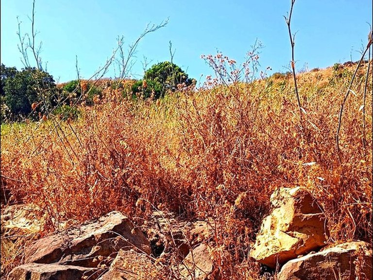 Plot for Sale in Estepona, Malaga 3