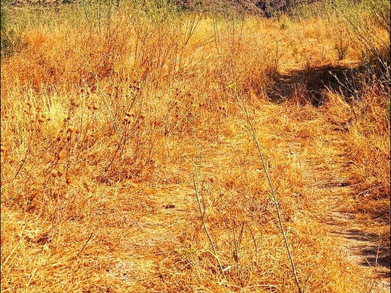 Plot for Sale in Estepona, Malaga 6