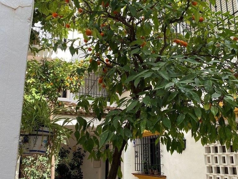 Apartment for Sale in Los Almendros, Malaga 19