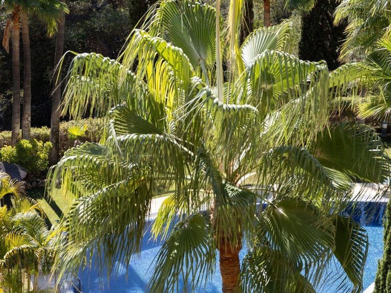 Apartment for Sale in Marbella, Malaga 16