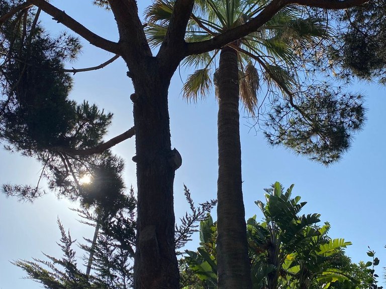 Villa for Sale in Guadalmina Baja, Malaga 18