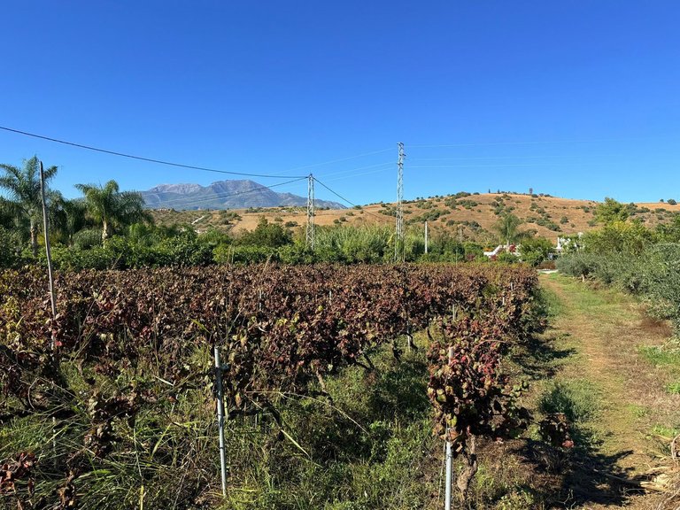 Villa for Sale in Coín, Malaga 51