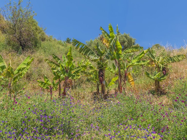 Plot for Sale in Estepona, Malaga 4