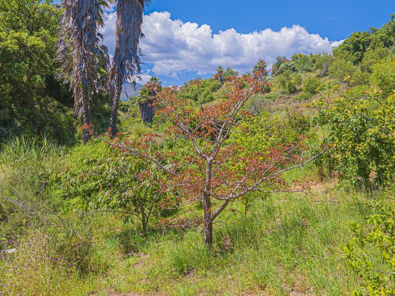 Plot for Sale in Estepona, Malaga 65