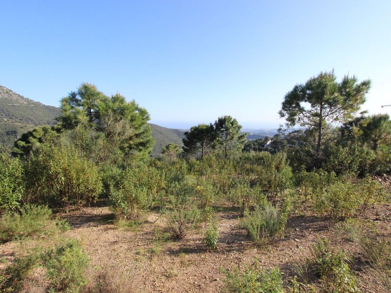 Plot for Sale in Benahavís, Malaga 1