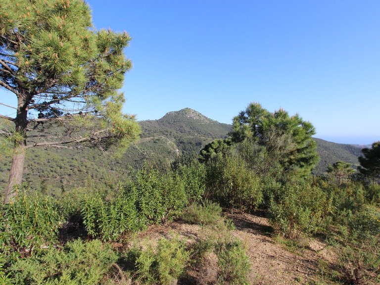 Plot for Sale in Benahavís, Malaga 13