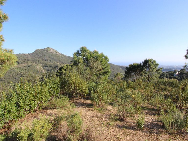 Plot for Sale in Benahavís, Malaga 14