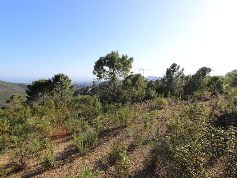 Plot for Sale in Benahavís, Malaga 16