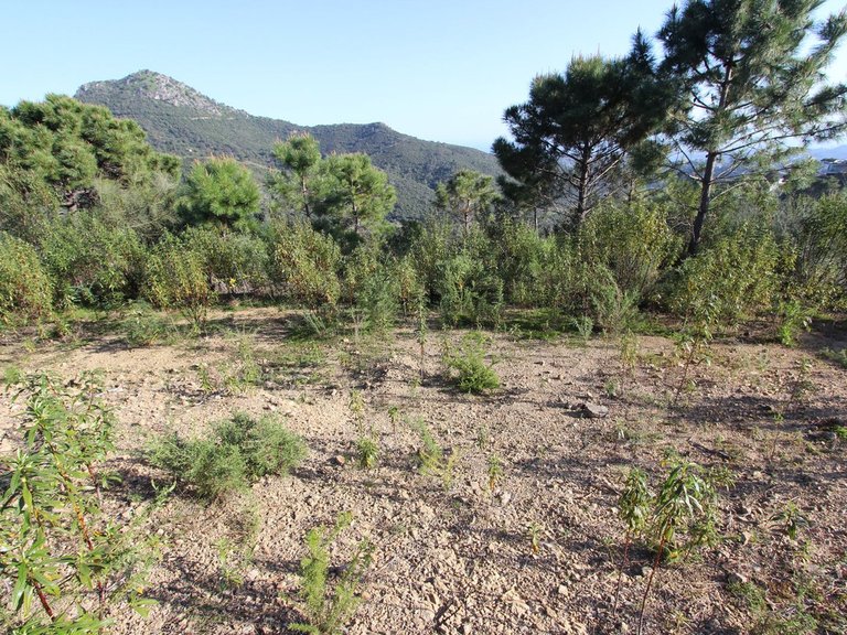 Plot for Sale in Benahavís, Malaga 20