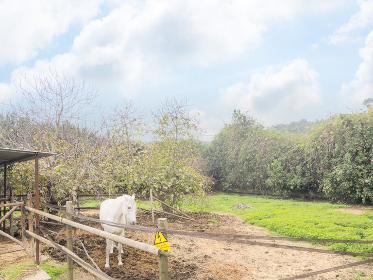 Villa for Sale in El Padron, Malaga 13