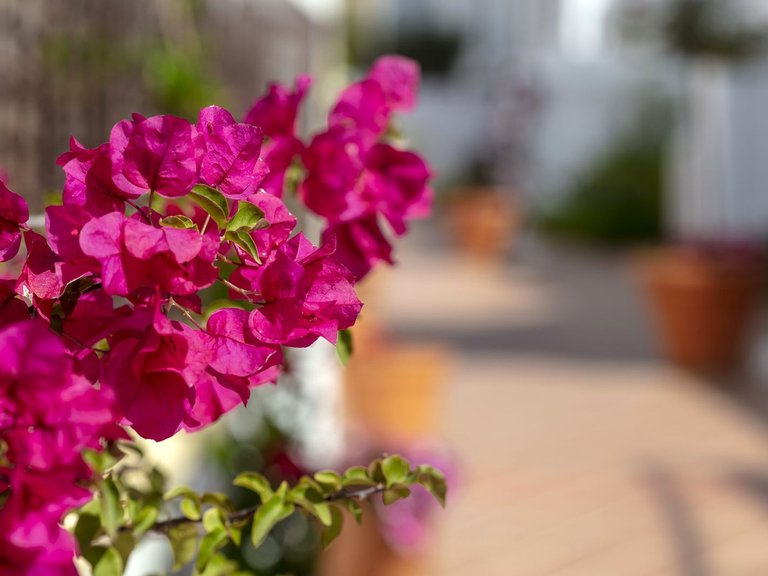Apartment for Sale in Nueva Andalucía, Malaga 11