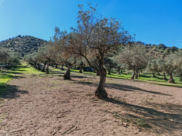 Villa for Sale in Coín, Malaga 34