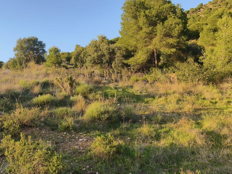 Plot for Sale in Mijas, Malaga 6