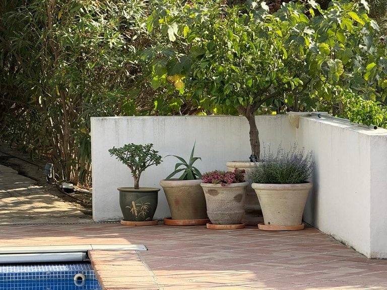 Villa for Sale in Mijas, Malaga 8