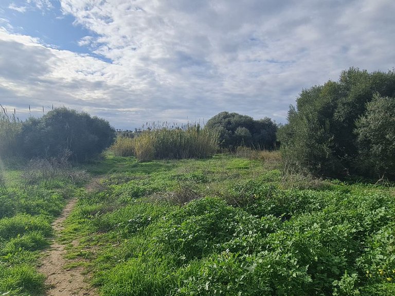 Plot for Sale in Campo Mijas, Malaga 2