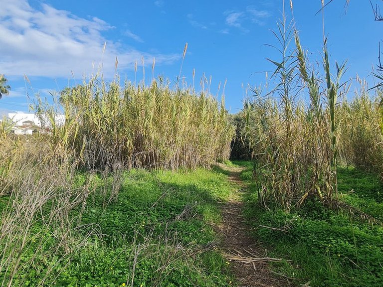 Plot for Sale in Campo Mijas, Malaga 6