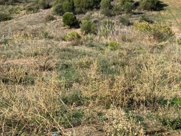 Plot for Sale in Valle Romano, Malaga 8