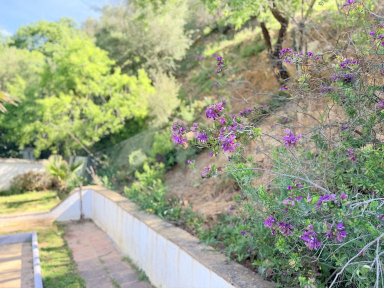 Villa for Sale in Casares, Malaga 39