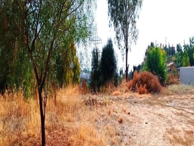 Plot for Sale in La Quinta, Malaga 3